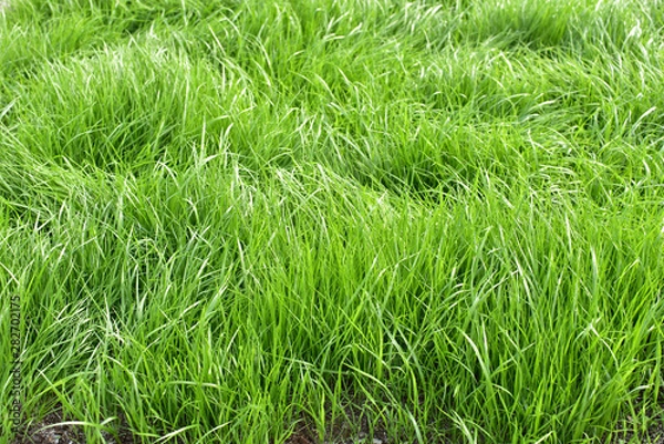Obraz Grass grew in the meadow.