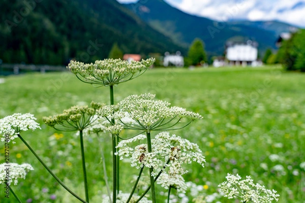Obraz Italian Dolomites 