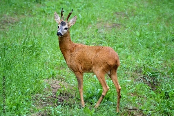 Obraz Deer