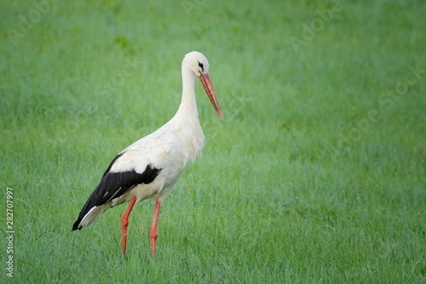 Obraz White Stork