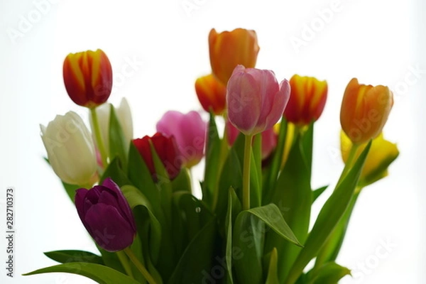 Obraz a colorful tulip bouquet against white background