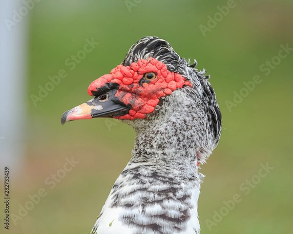 Obraz duck with red face 