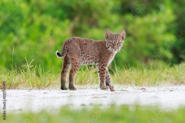 Obraz bobcat in the wild