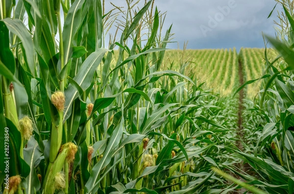 Obraz Green corn field with corn cobs close up.