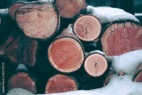 Fototapeta Pine and snow