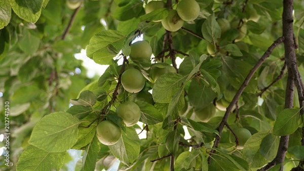 Fototapeta fresh green plums, large amounts of plums on the tree, 
