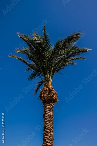 Fototapeta Palm Tree