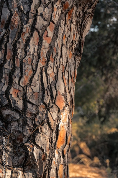 Fototapeta Colorful tree