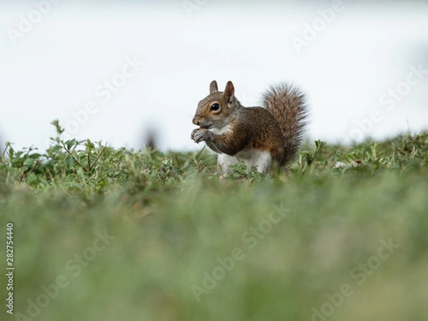 Fototapeta squirrel eating a corn