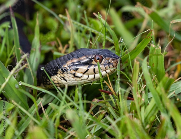 Obraz snake in the grass