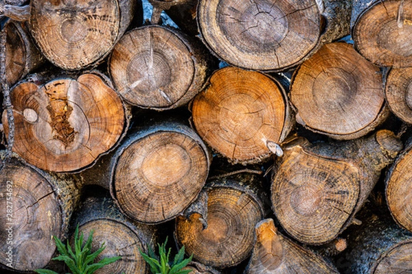 Fototapeta Trees that have been cut into logs and stacked into a pile showing the circular pattern of the tree.