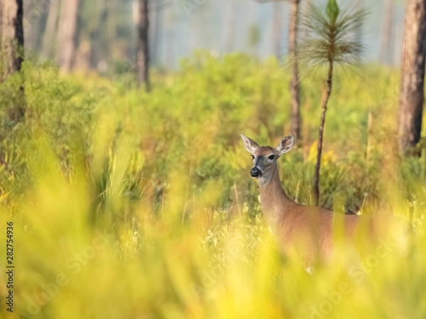 Obraz deer in a pine forest