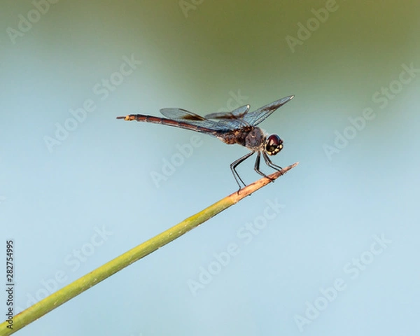 Obraz dragonfly close up
