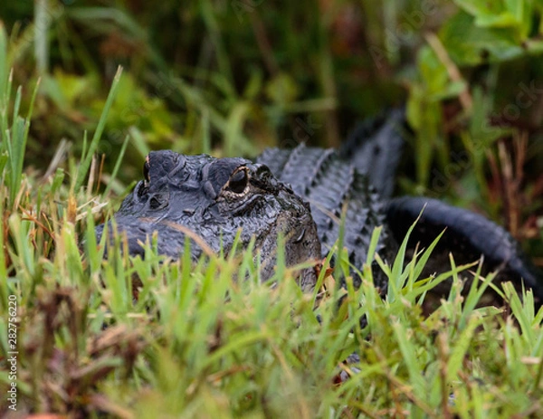 Obraz alligator hiding in the grass
