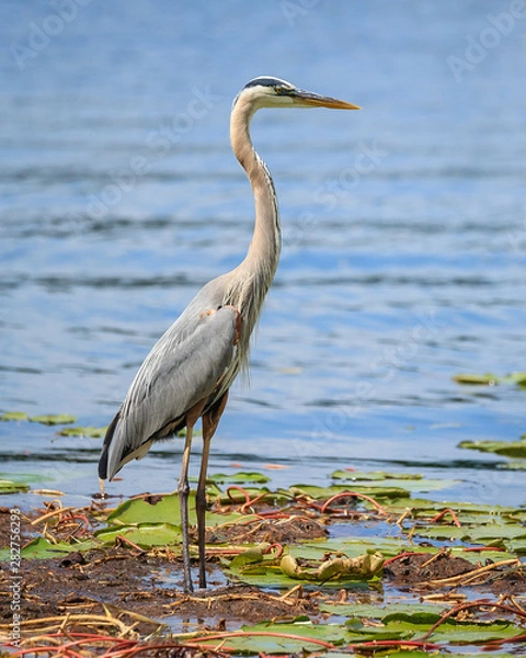 Obraz great blue heron 
