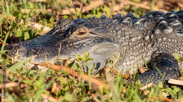 Obraz alligator resting in grass