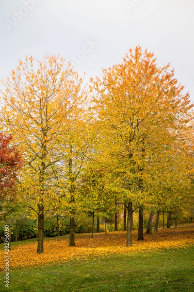 Obraz Outono em praga