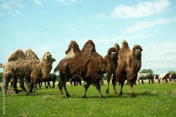 Fototapeta Camels Bactrianus