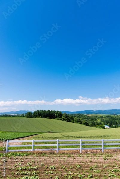 Fototapeta 北海道 美瑛町　新栄の丘