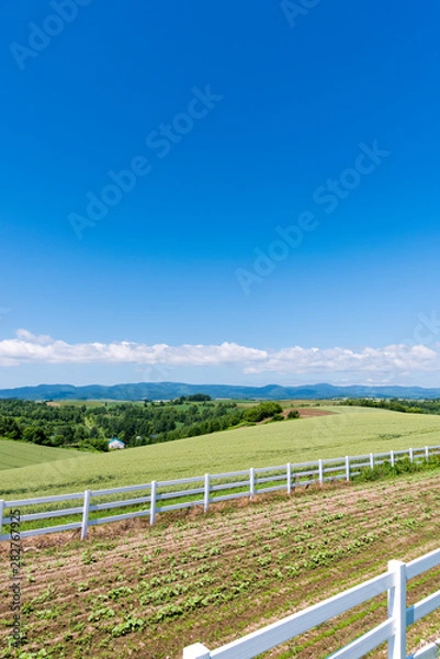 Obraz 北海道 美瑛町　新栄の丘