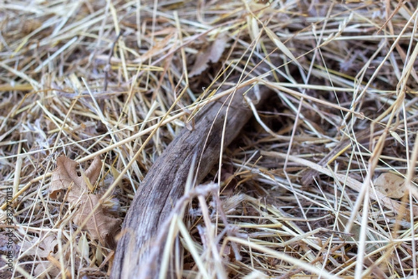 Obraz dry grass on ground