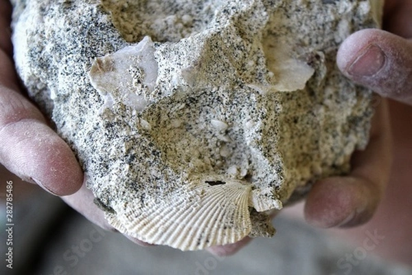 Obraz Limestone with a petrified shell. Shell in the stone.