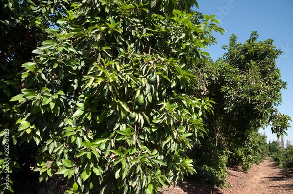 Fototapeta Avocado orchard
