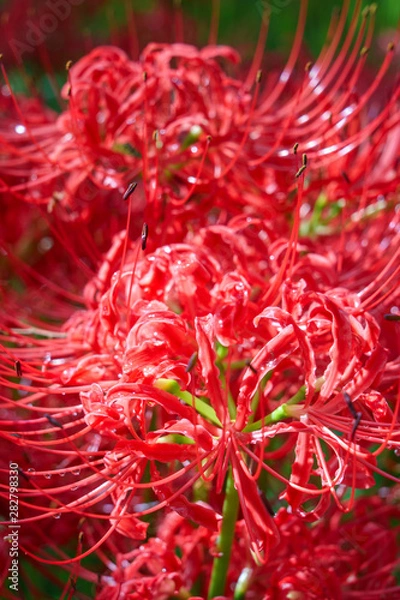 Fototapeta 彼岸花