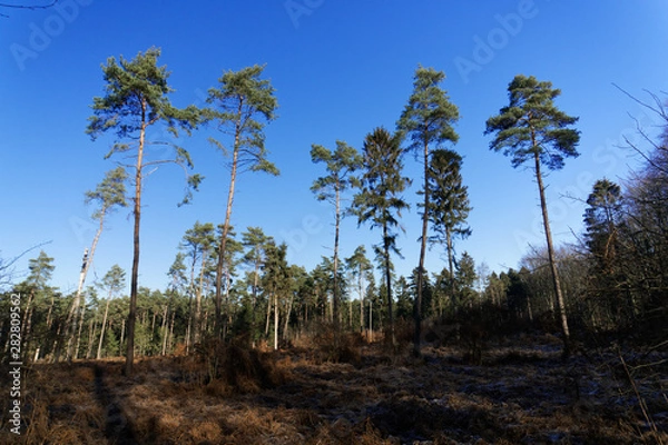 Fototapeta lonely pine trees in the winter forest and blue sky without clouds