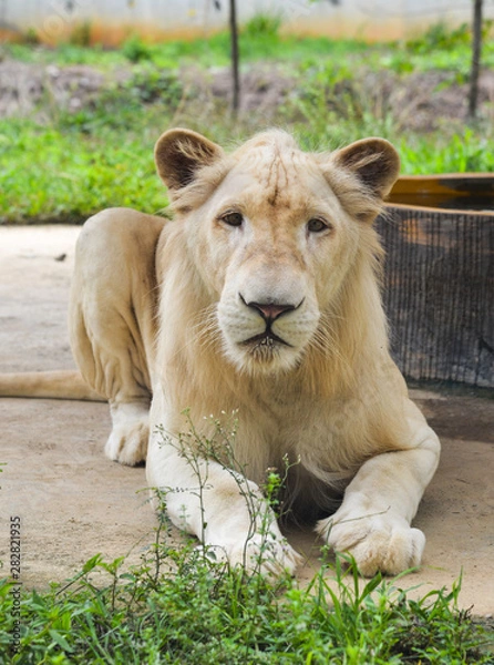 Obraz White Transvaal lion (Panthera leo krugeri)