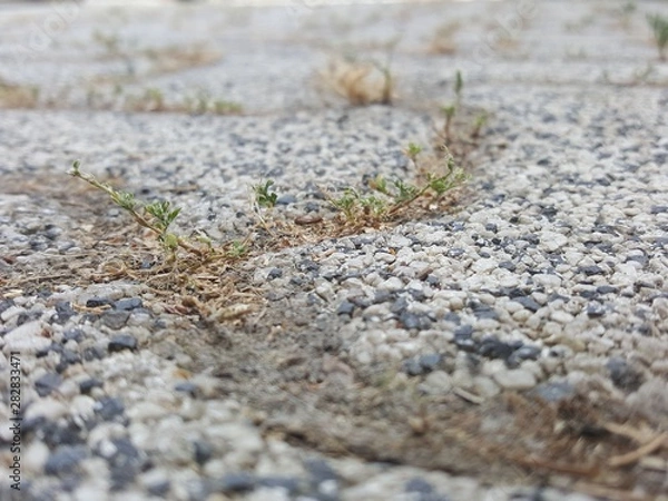 Obraz dry weed on stony ground