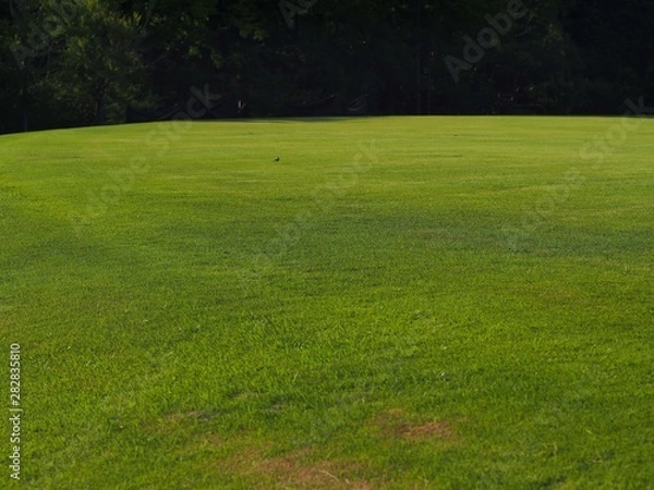 Fototapeta 夏の芝生広場