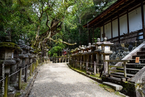 Fototapeta 春日大社　参道