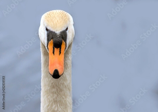 Fototapeta Swan