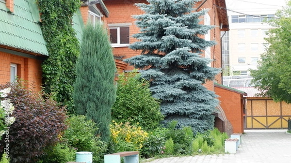 Obraz house with garden