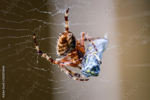 Fototapeta spider catching dinner