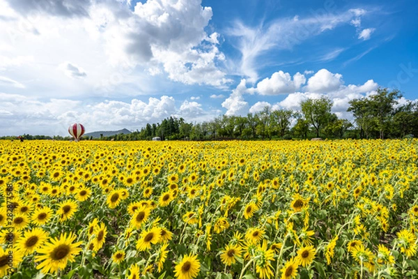 Fototapeta sunflower