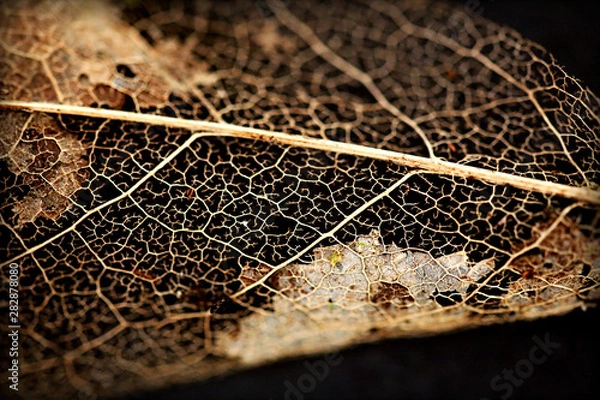 Fototapeta leaf decay