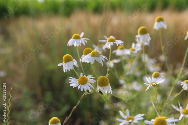 Obraz Weiße Kamillenblüten vor einem Gerstenfeld 