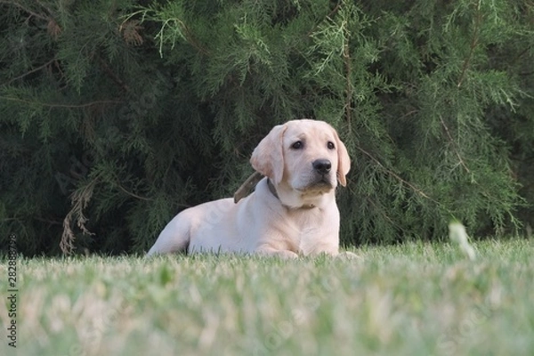 Fototapeta A yellow labrador puppy is lying on the green grass.. The female is four months old. On the background of green plants. Purebred puppy. Portrait of a dog.
