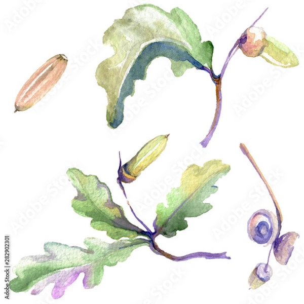 Fototapeta Forest acorn green leaf and nut. Watercolor background illustration set. Isolated oak illustration element.