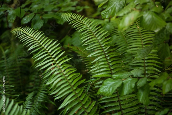 Obraz fern plants