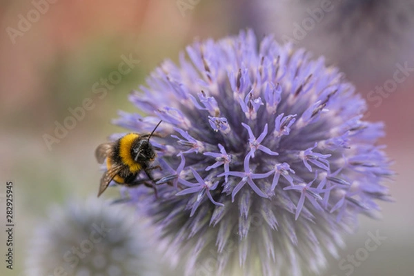 Fototapeta Distel Hummel summen fleissig Naturschutz
