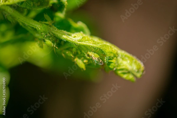 Fototapeta Tiny Green Insects on Plants