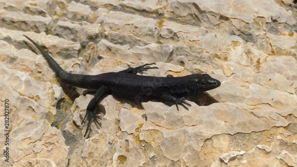 Obraz Black Lizard