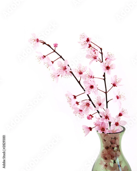 Obraz blooming branches