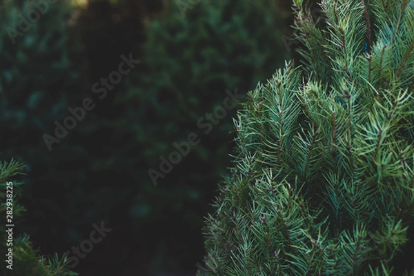 Obraz christmas tree