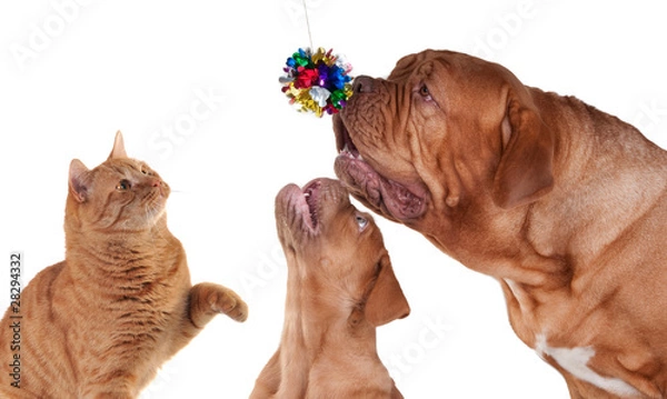 Obraz Cat and Two dogs playing