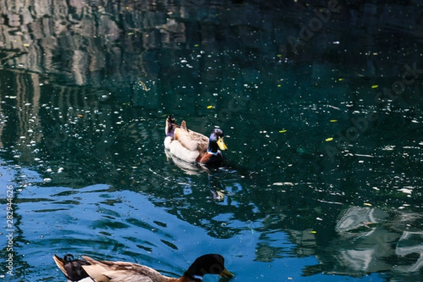 Obraz ducks in water