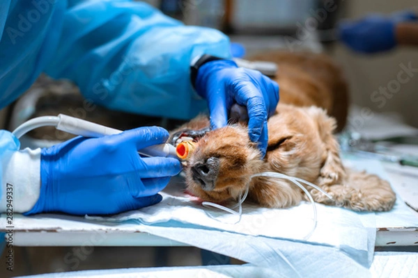 Obraz Veterinary dentistry. Dentist surgeon veterinarian cleans and treats a dog's teeth under anesthesia on the operating table in a veterinary clinic. Ultrasonic scaler in the hands of a close-up